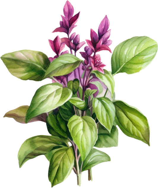Adaptogens and Exercise Recovery