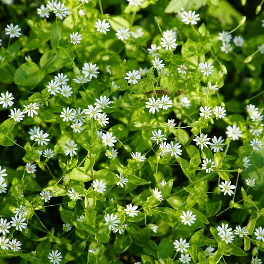 Chickweed Flowers for Chickweed Tincture