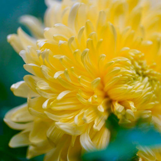 Chrysanthemum tincture Flower