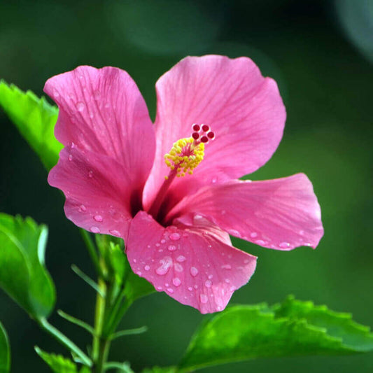A close-up of a pink hibiscus flower with water droplets on its petals, set against a soft green blurred background.