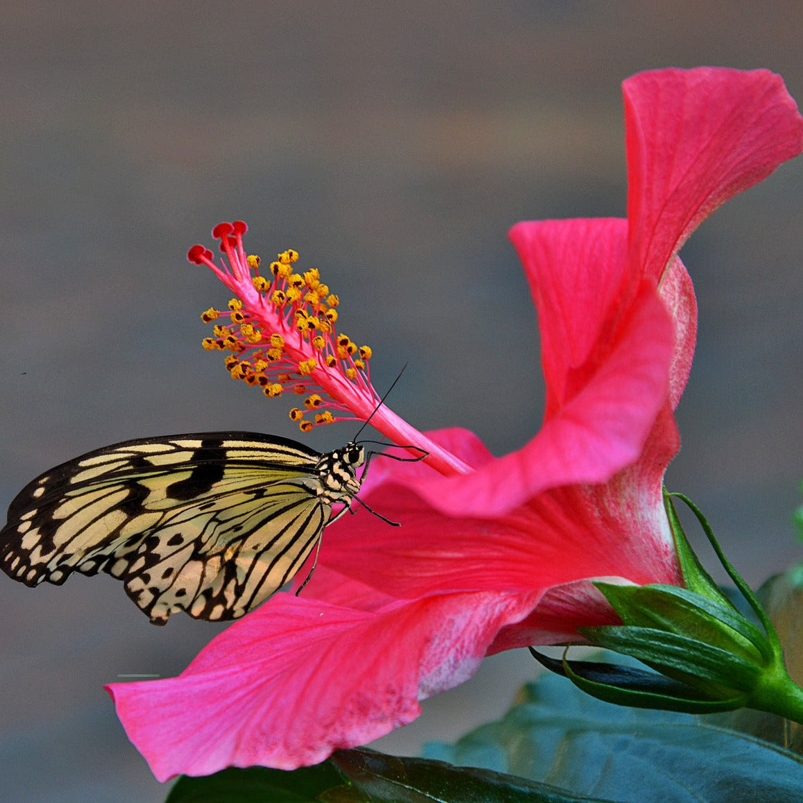 Butterfly on a pink hibiscus flower