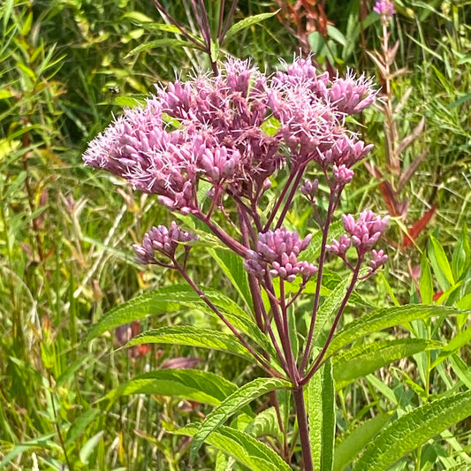 Joe Pye Weed Flower