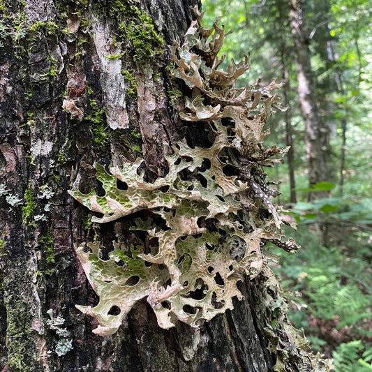 Lungwort Lichen- Lobaria Pulmonaria