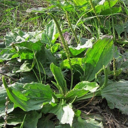 Plantain, Plantago major, Plantago lanceolata, Wild Organic, Shredded for Tea