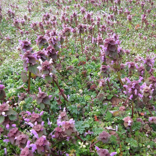 Purple Deadnettle Lamium purpureum for Purple Deadnettle Tea