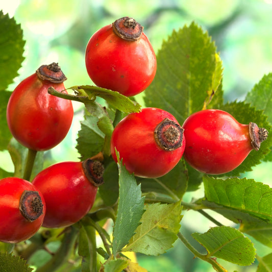 Rosehips