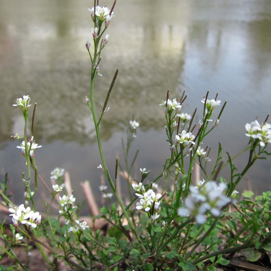 White flowers with green stems and leaves growing near a body of water, photographed outdoors with a softly blurred reflective background.