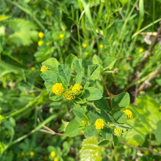 A close-up of a green leafy plant with small yellow flower buds growing in a grassy outdoor setting.