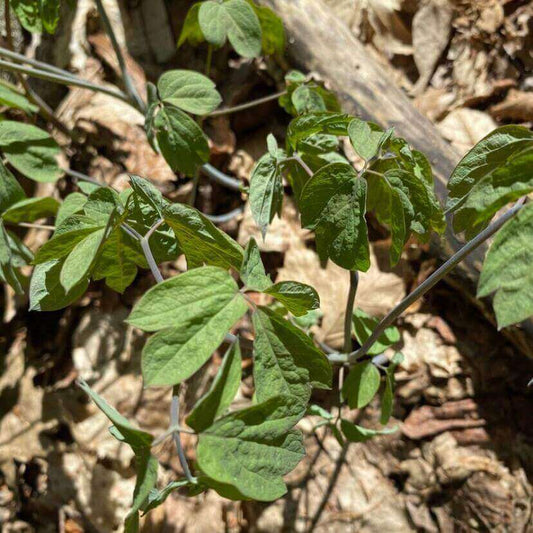 Green clemint leaves growing among dry brown leaves on the forest floor.