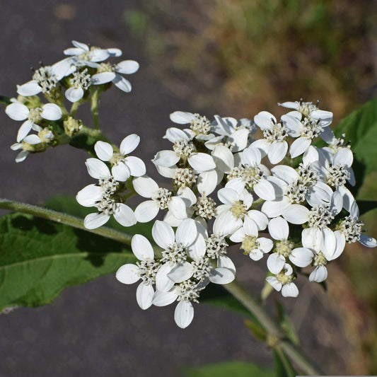White compound flower clusters on a green stem with broad leaves, photographed outdoors against a blurred gray and green background.