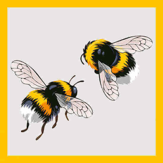 Botany Bee Botanicals Logo