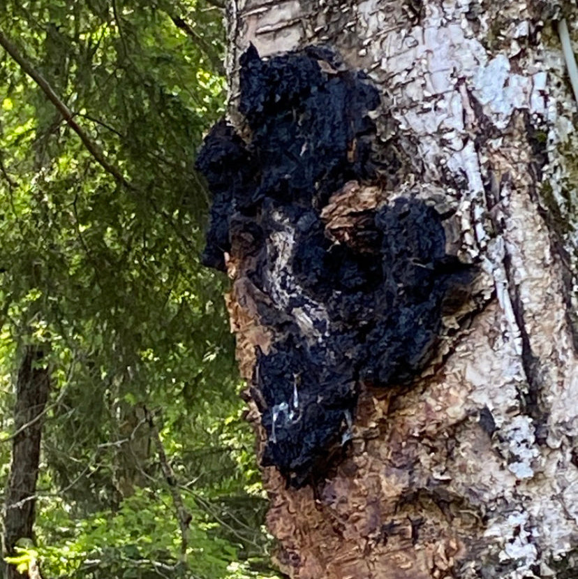 Chaga on a Yellow Birch Tree