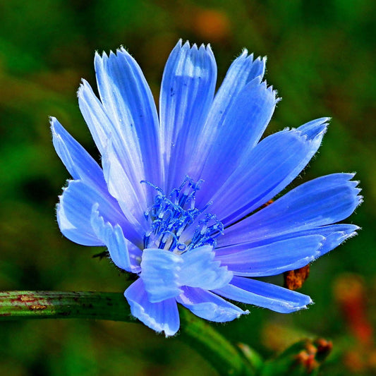 Blue flower with green leaves for chicory root tincture