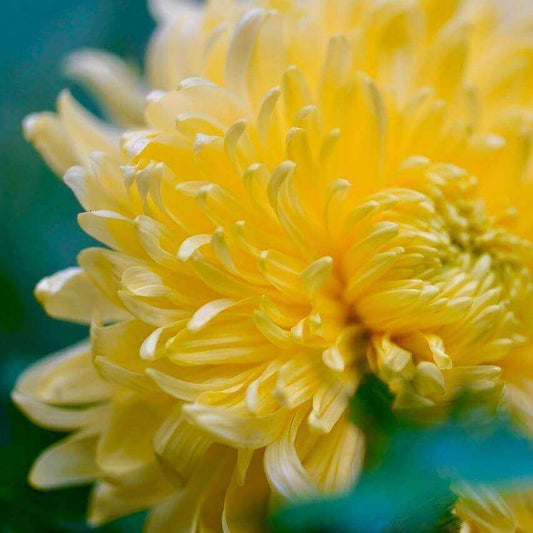 A photo of a yellow chrysanthemum flower