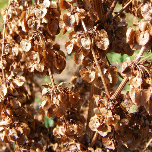 Yellow Curly Dock Plant
