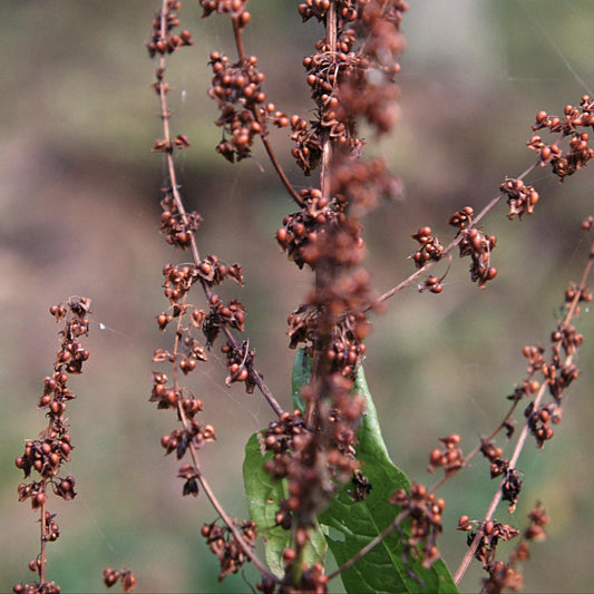 Close-up of a plant with long, slender brown seed heads or dried flower stalks and a few green leaves, photographed outdoors against a blurred natural background.