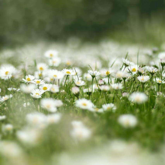 A soft-focus photograph of a field of white daisies with yellow centers and green stems in a grassy landscape.