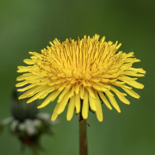 Dandelion Flower for Tea