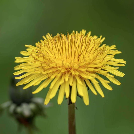 A close-up of a bright yellow dandelion flower in full bloom on a soft green blurred background.