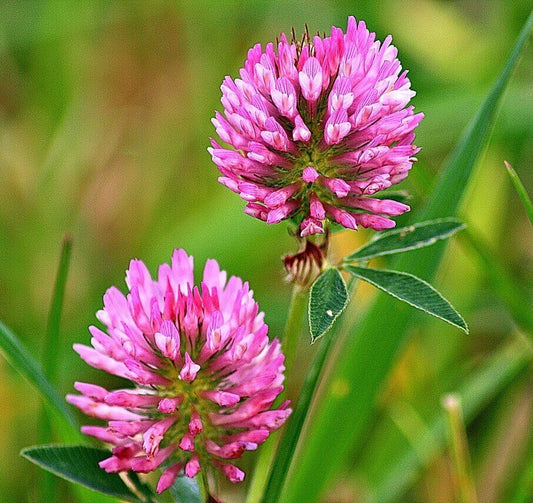 Red Clover Tincture – A Traditional Liquid Extract