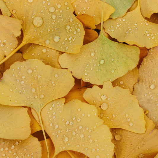 A close-up arrangement of yellow ginkgo leaves covered with small water droplets, filling the frame.