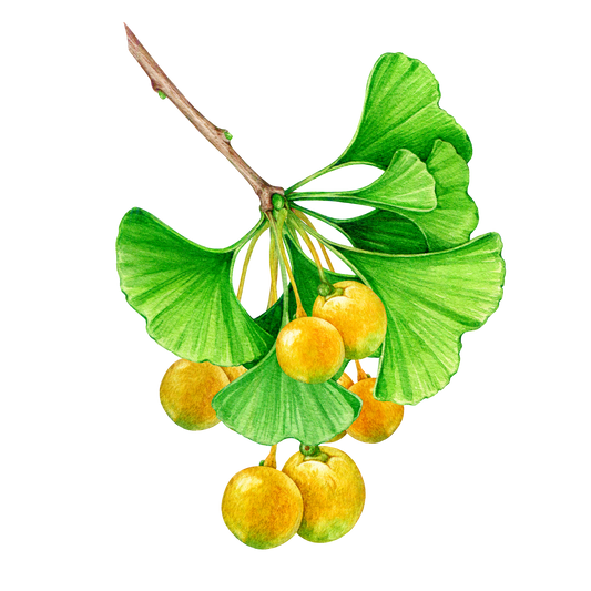 Ginkgo Leaf and Fruit