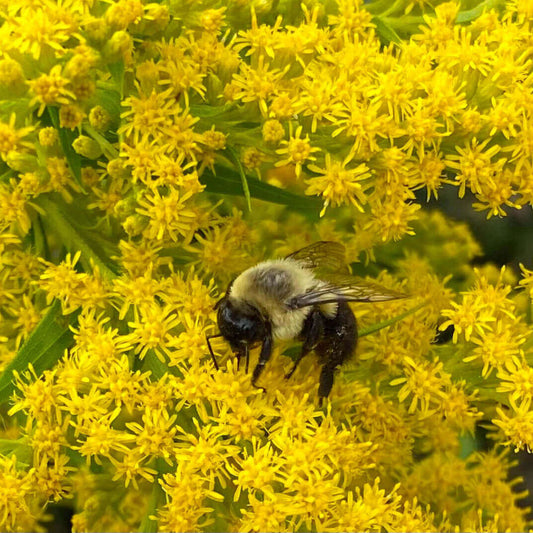 A close-up nature photo of a bumblebee foraging among dense clusters of bright yellow flowers with green foliage.