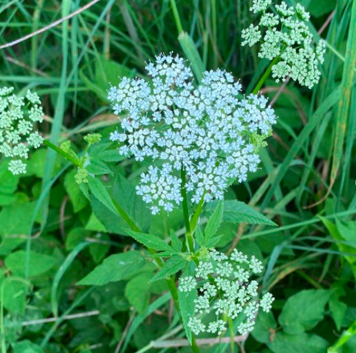 Goutweed Blossom