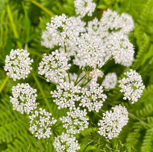 White compound umbel flowers with tiny white petals on green stems, set against a background of green ferns and foliage.