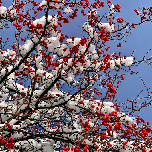 Hawthorn Tincture Berries