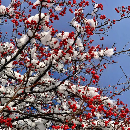Snow-covered branches with bright red berries against a clear blue sky.