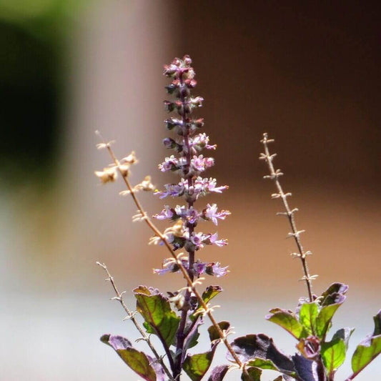 A close-up of a purple and green herb plant with small clustered flowers on a blurred outdoor background.