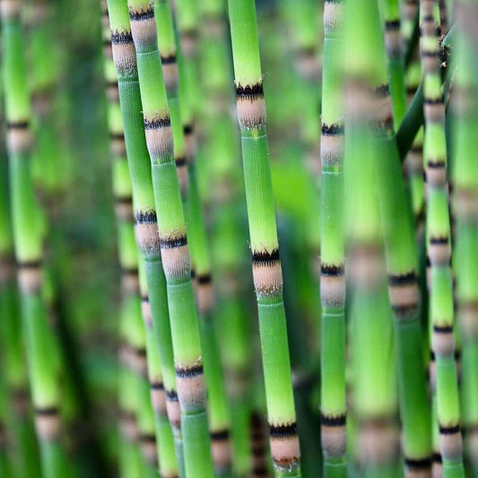 Close-up of green horsetail plant stems with distinctive black and brown bands, set against a blurred green background.