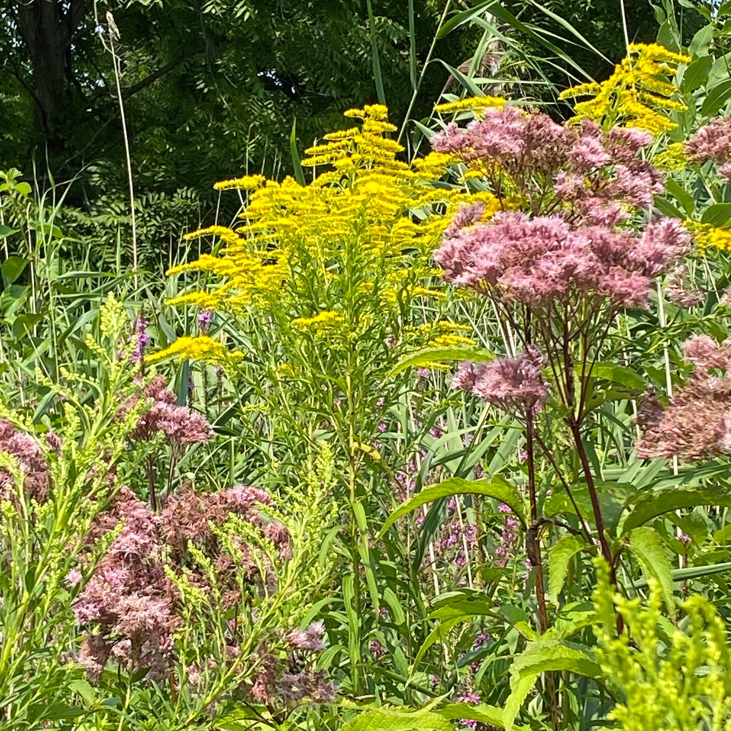 Joe Pye Weed Blossoms