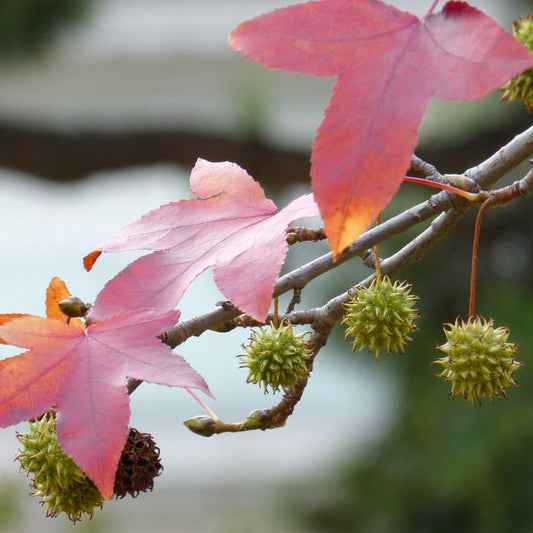 Liquidambar Styraciflue Branch