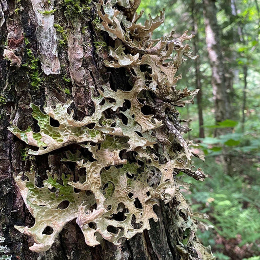 A close-up of irregular, leaf-like lichen growing on tree bark in a forest setting, with blurred green trees in the background.