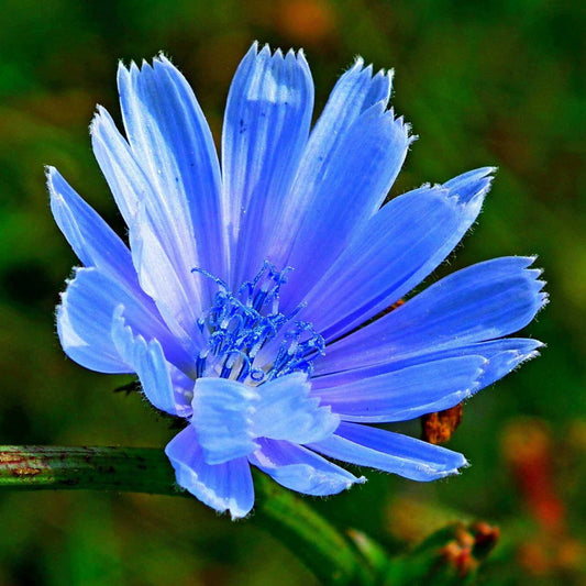 A blue chicory flower