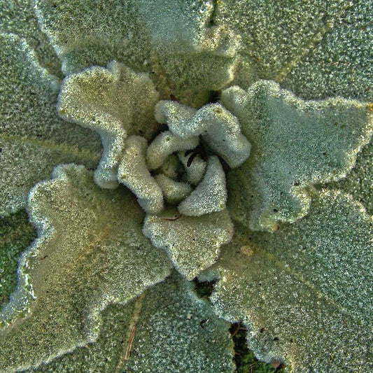 Close-up of a textured, fuzzy green and gray plant leaf with a dense center.