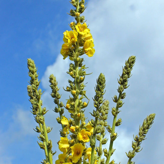 Mullein Plant for Tincture