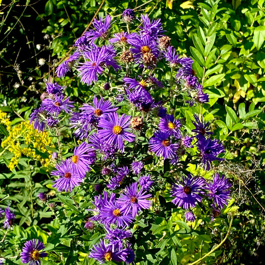 Autumn Tea Aster