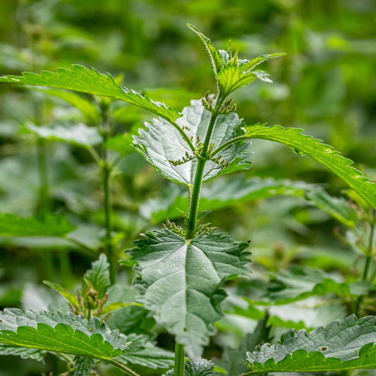 Close-up of green nettle leaves with a blurred green background