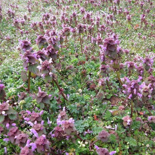 A dense patch of purple deadnettle flowering plants with green leaves growing in a grassy field.