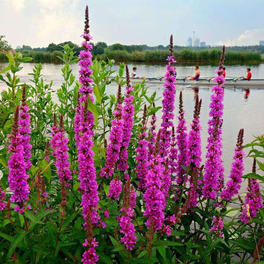 Vibrant pink-purple wildflowers in tall spikes growing along the edge of a calm river, with a rowboat carrying two people visible in the background among green reeds.