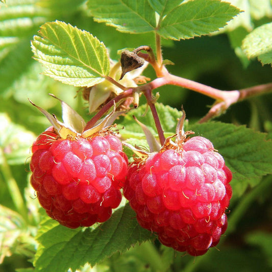 Two red raspberries on a branch with green leaves in the background