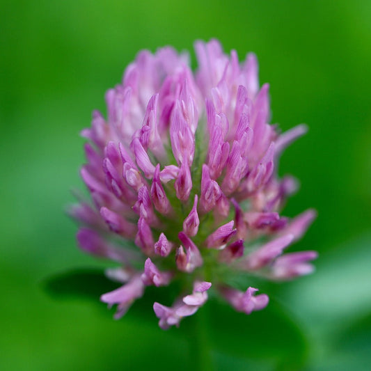 Close-up of a pink clover flower with a blurred green background