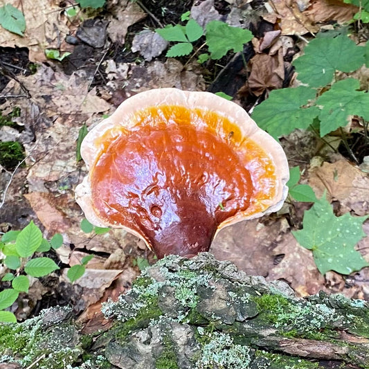 Close-up of a vibrant orange mushroom on a forest floor with leaves and moss.