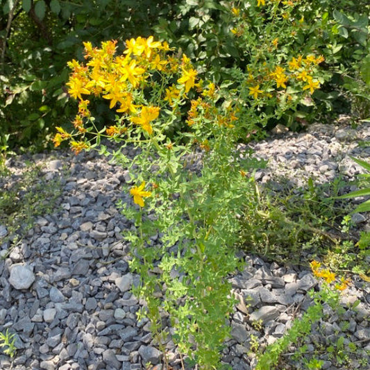 St John's Wort Hypericum perforatum