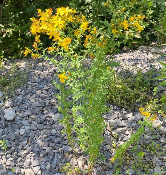 Yellow flowers with green foliage growing in a gravel bed outdoors.