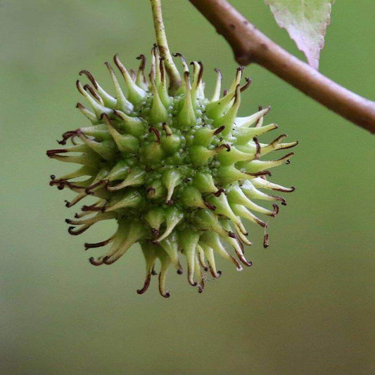 A close-up of a green spiky seed pod hanging from a brown branch against a soft blurred green background.