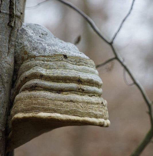 A close-up photograph of a large, layered shelf fungus growing on a tree trunk outdoors, with blurred branches and a soft natural background.